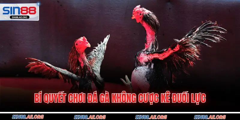 Bí quyết chơi đá gà không cược kê đuối lực