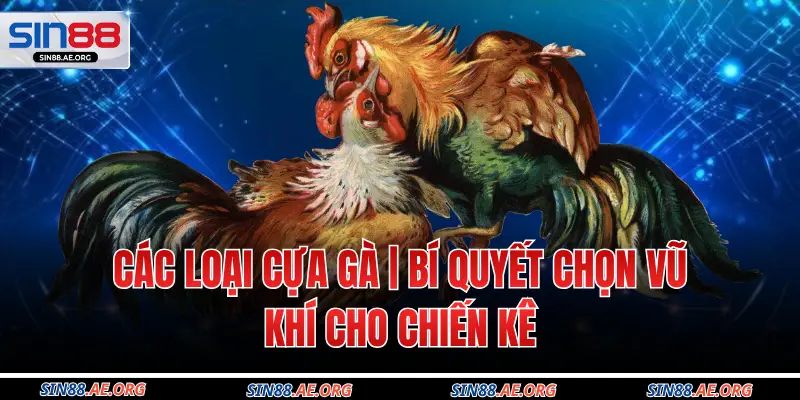 Các Loại Cựa Gà | Bí Quyết Chọn Vũ Khí Cho Chiến Kê
