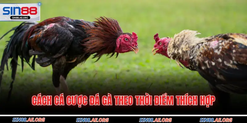 Cách cá cược đá gà theo thời điểm thích hợp