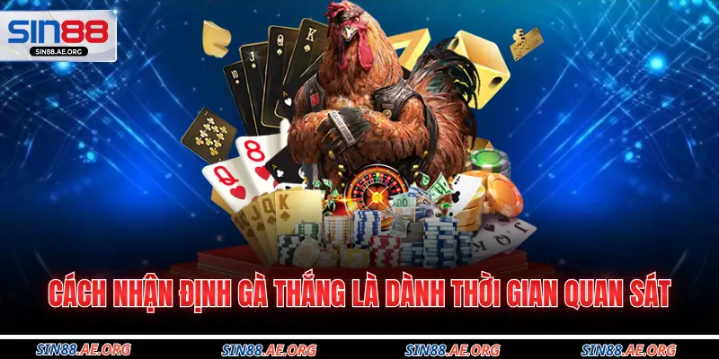 Cách nhận định gà thắng là dành thời gian quan sát
