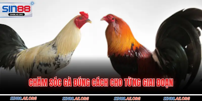 Chăm sóc gà đúng cách cho từng giai đoạn