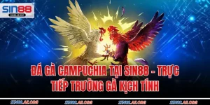Đá Gà Campuchia Tại Sin88 – Trực Tiếp Trường Gà Kịch Tính
