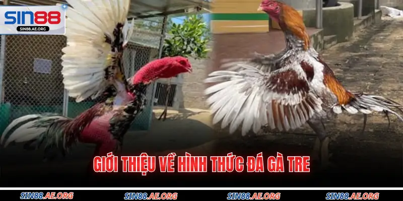 Giới thiệu về hình thức đá gà tre